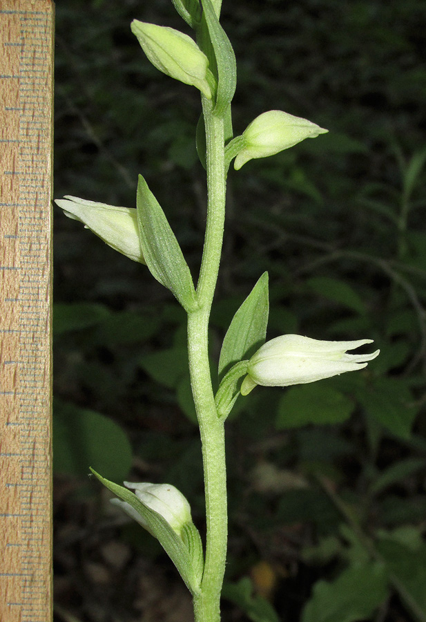 Изображение особи Cephalanthera epipactoides.