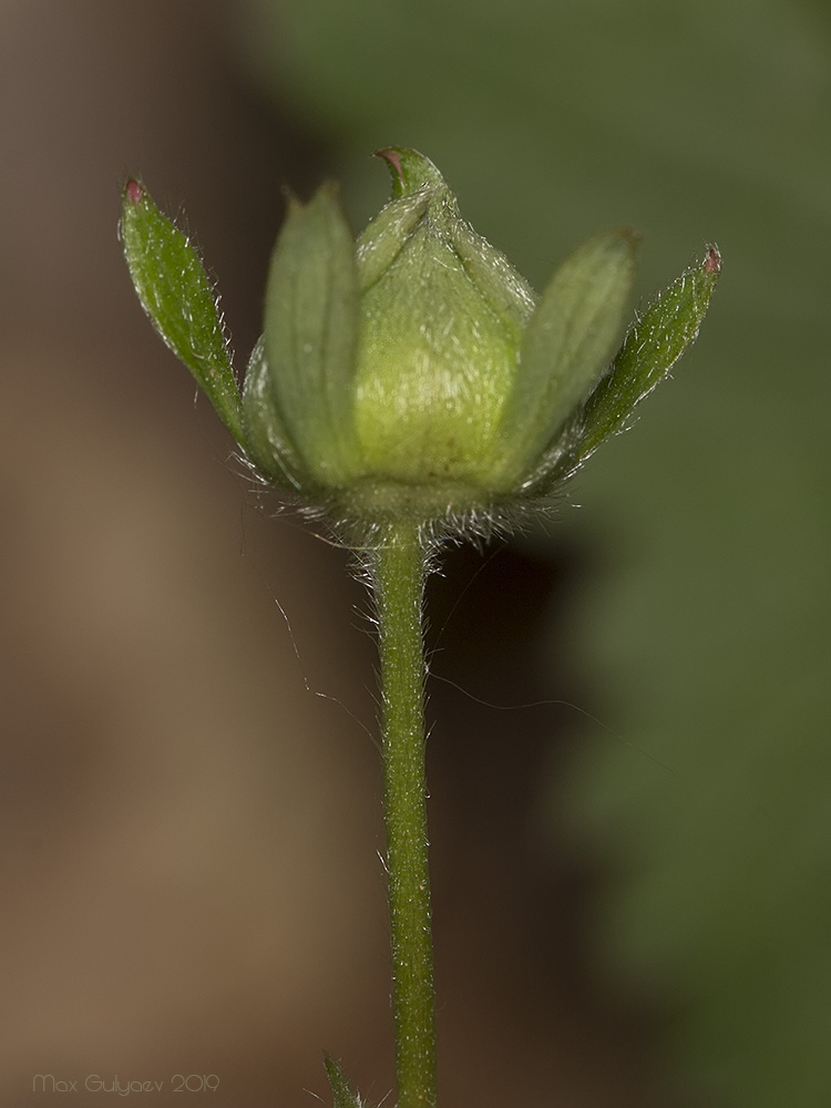 Изображение особи Fragaria viridis.