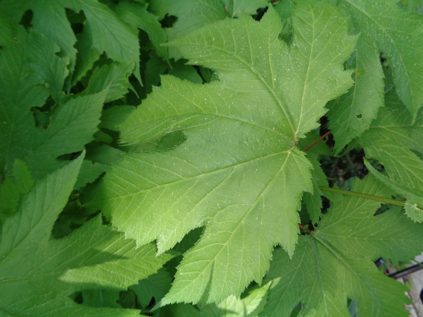 Изображение особи Filipendula camtschatica.