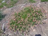 Trifolium hybridum. Цветущее растение. Тверская обл., г. Тверь, Заволжский р-н, окр. Вагоностроительного завода, пустырь. 09.06.2019.