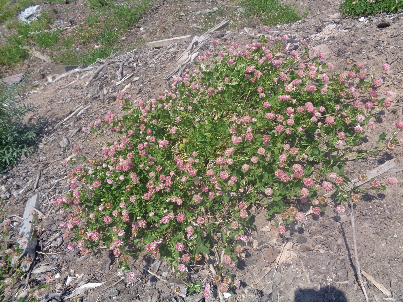 Изображение особи Trifolium hybridum.