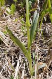 Dactylorhiza baltica. Нижняя часть цветущего растения. Ленинградская обл., Гатчинский р-н, окр. дер. Авколево, карьер \"Елизаветино\", зарастающий деревьями вейниковый луг на месте выработки известняка. 16.06.2019.