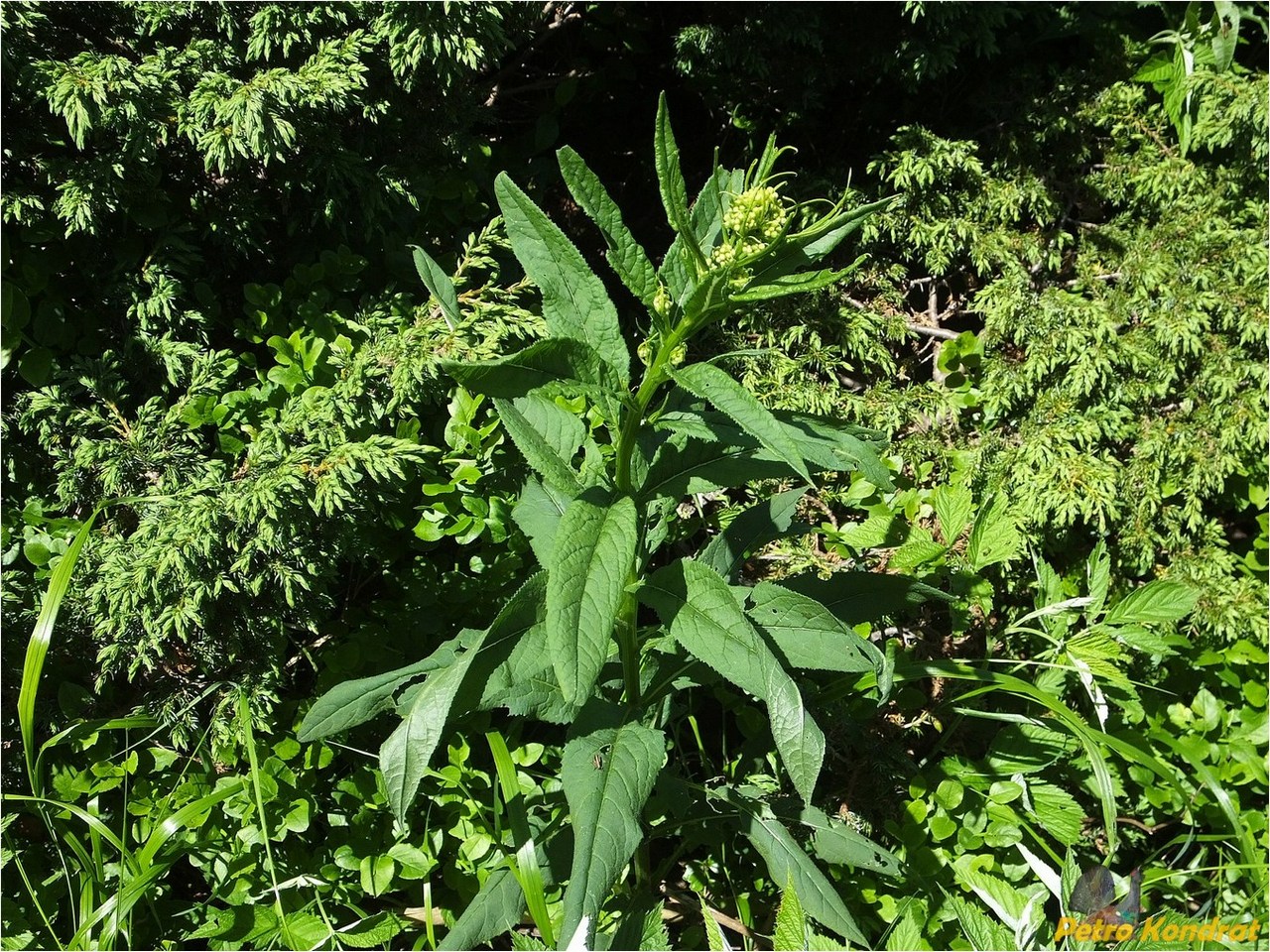 Изображение особи Senecio ovatus.