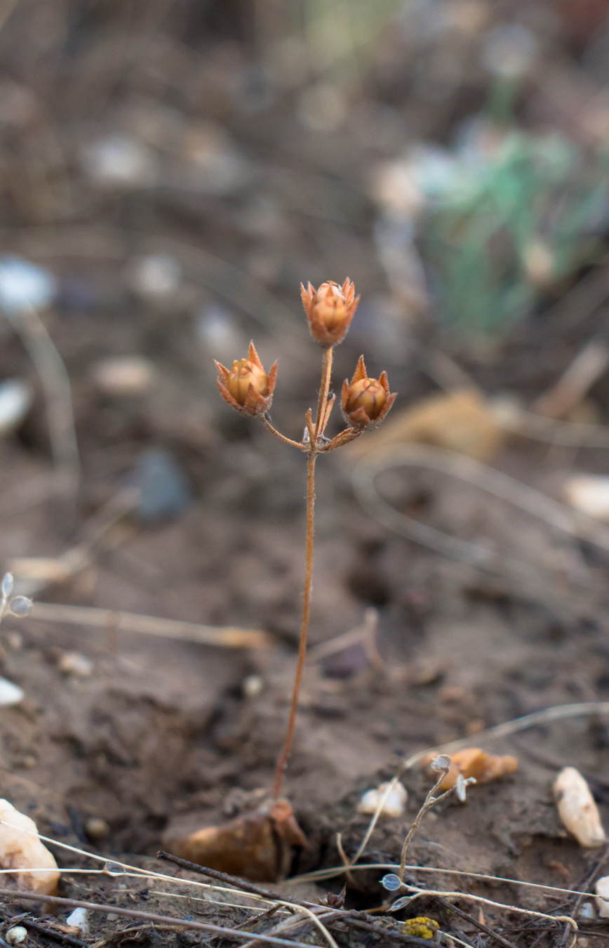 Image of genus Androsace specimen.