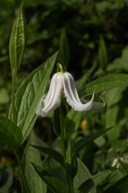 Image of Clematis integrifolia specimen.