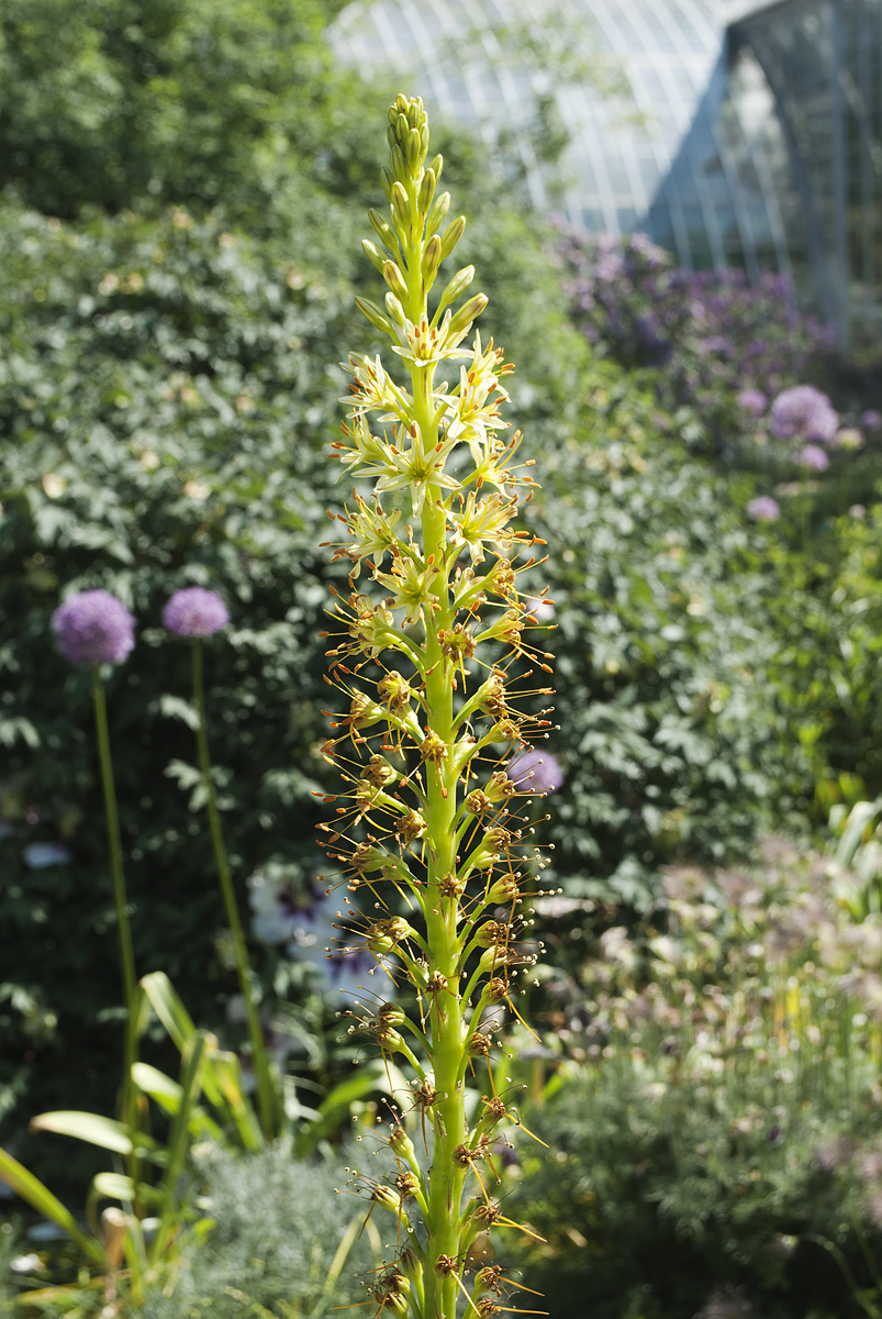 Изображение особи Eremurus spectabilis.