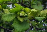 Corylus avellana