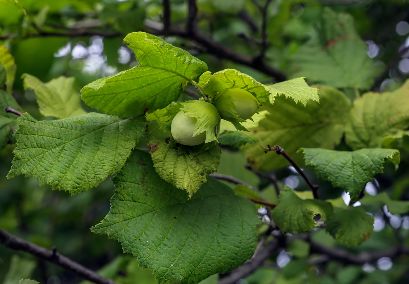 Изображение особи Corylus avellana.