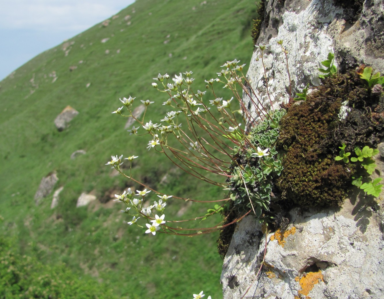 Изображение особи Saxifraga cartilaginea.