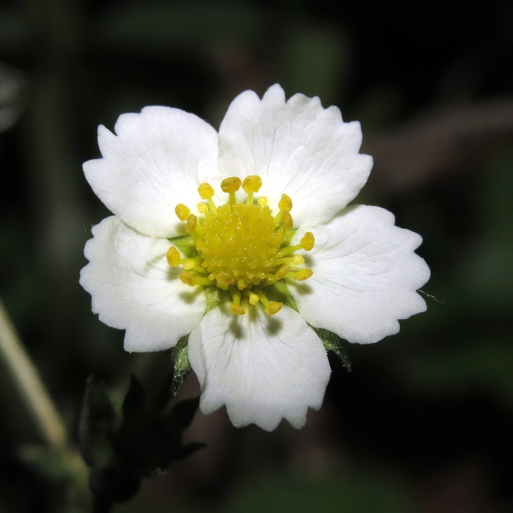 Image of Fragaria vesca specimen.