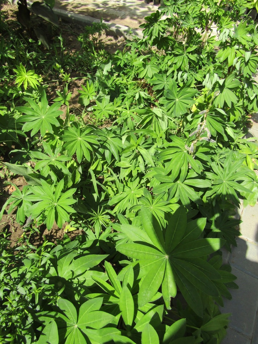 Image of Lupinus polyphyllus specimen.