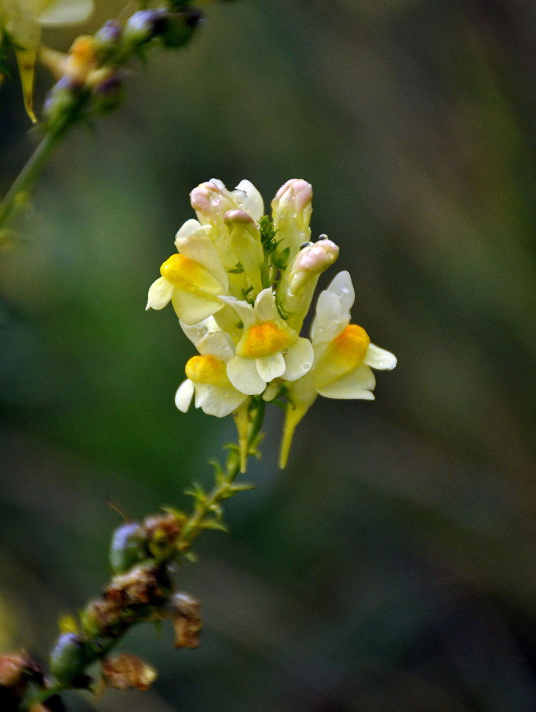 Изображение особи Linaria vulgaris.