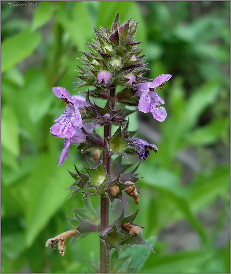 Image of Stachys palustris specimen.