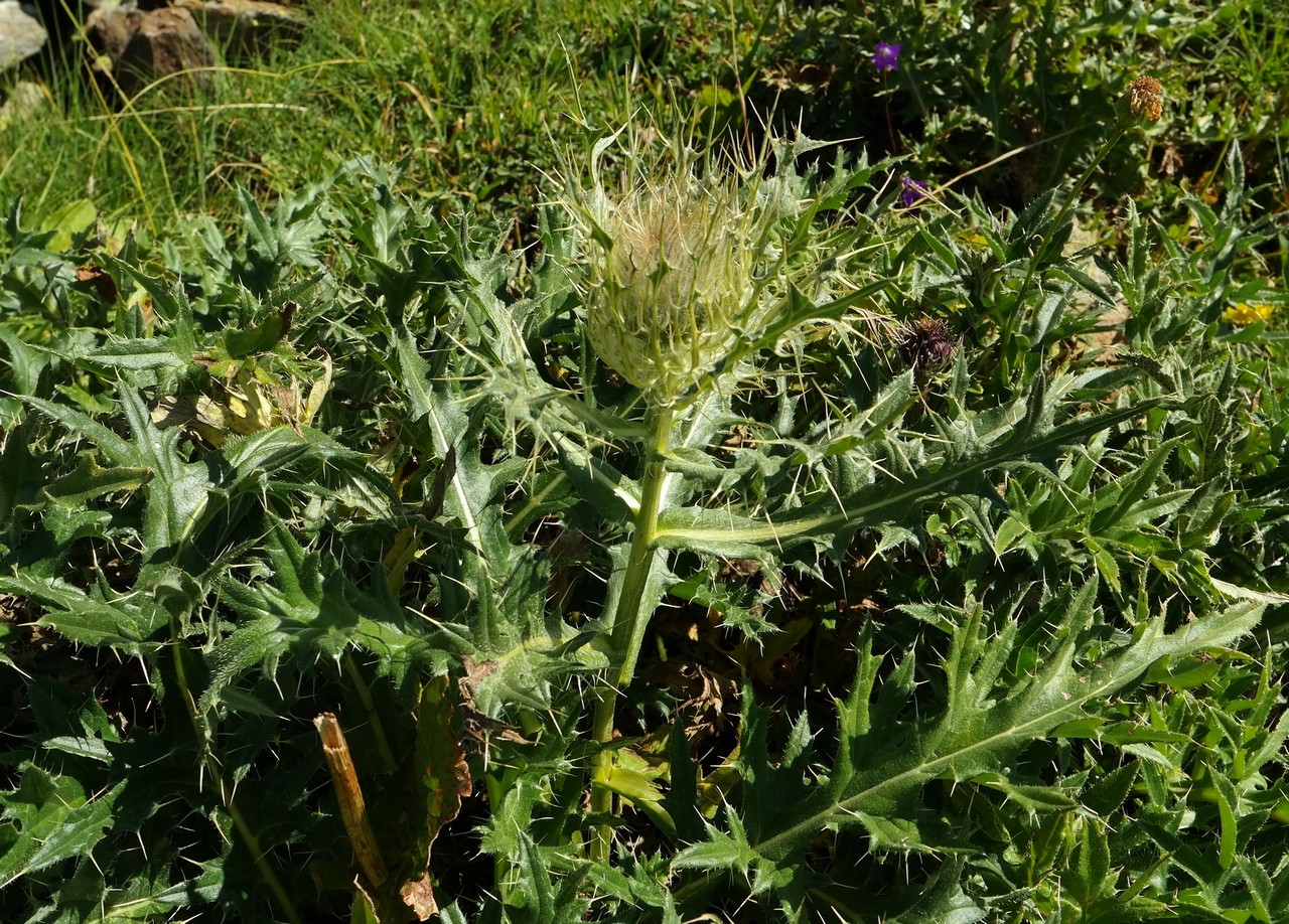 Изображение особи Cirsium pugnax.