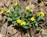 Potentilla fragarioides. Цветущее растение. Иркутская обл., Черемховский р-н, окр. пос. Узкий Луг, редкий смешанный лес. 26.05.2019.