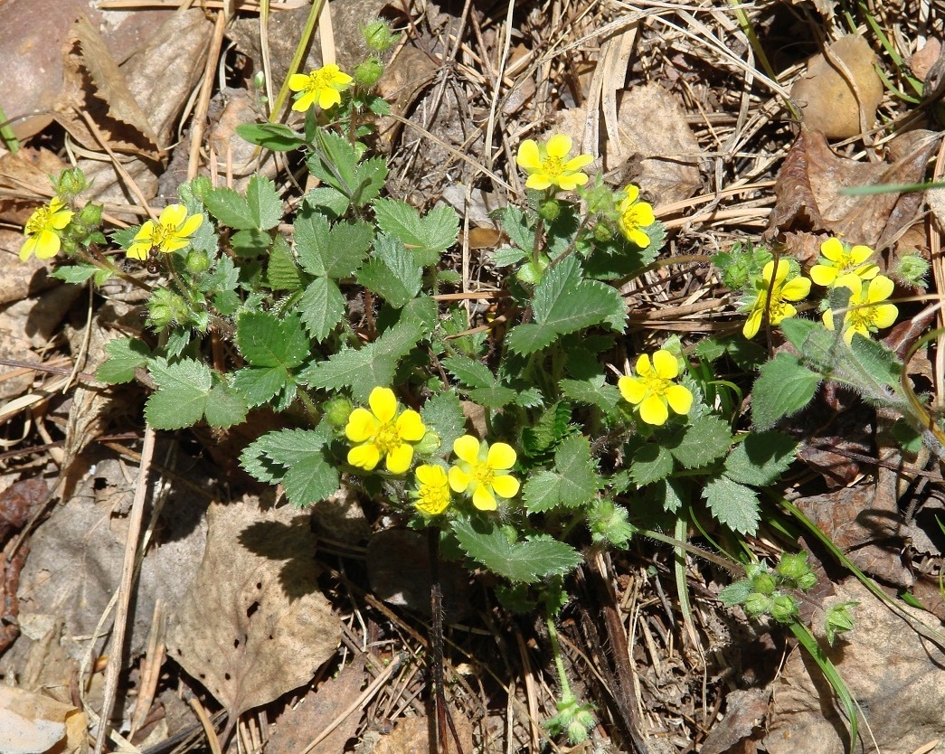 Image of Potentilla fragarioides specimen.