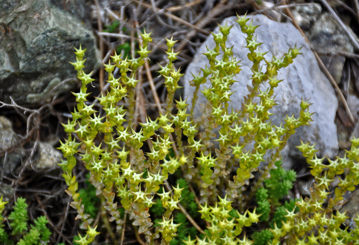 Image of Sedum acre specimen.