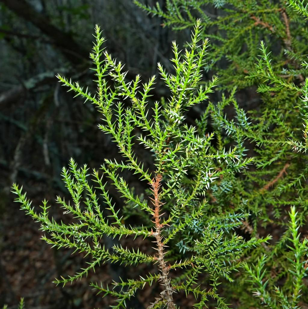 Image of Juniperus foetidissima specimen.