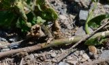 Herissantia crispa