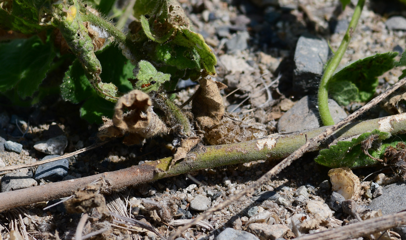 Image of Herissantia crispa specimen.