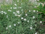 Dianthus pseudosquarrosus