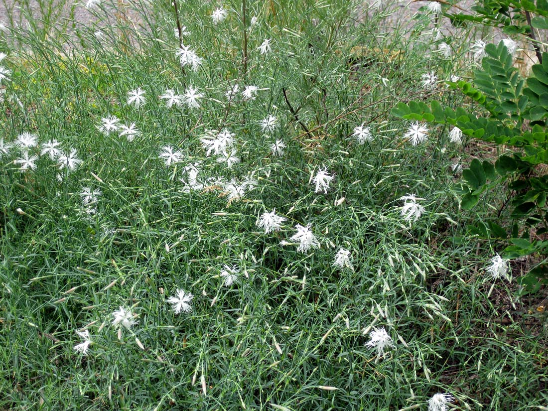 Изображение особи Dianthus pseudosquarrosus.