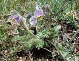 Pulsatilla campanella. Цветущее растение. Кыргызстан, Чуйская обл., Панфиловский р-н, южные окр. перевала Тоо-Ашуу. 24.05.2019.