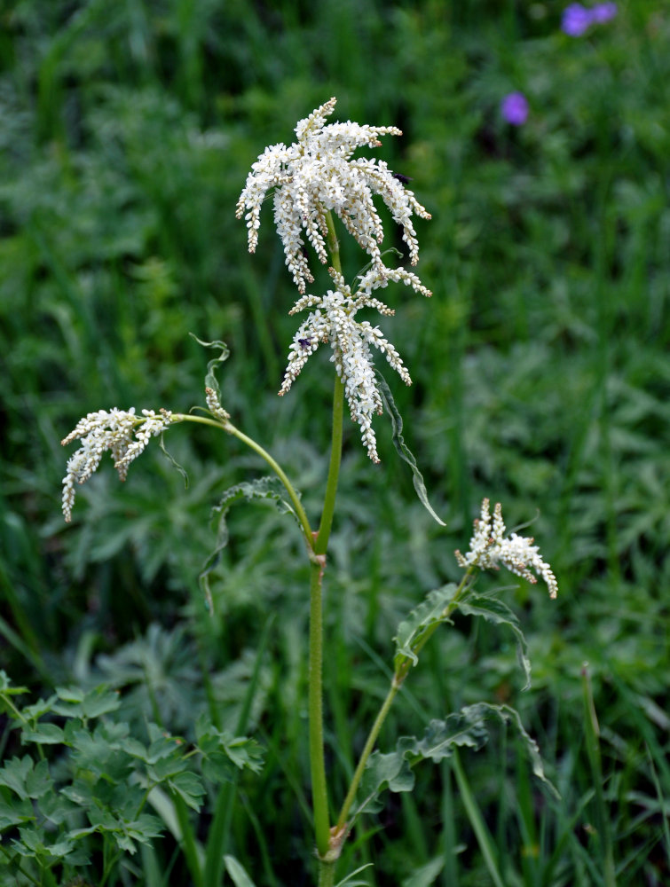 Изображение особи Aconogonon alpinum.