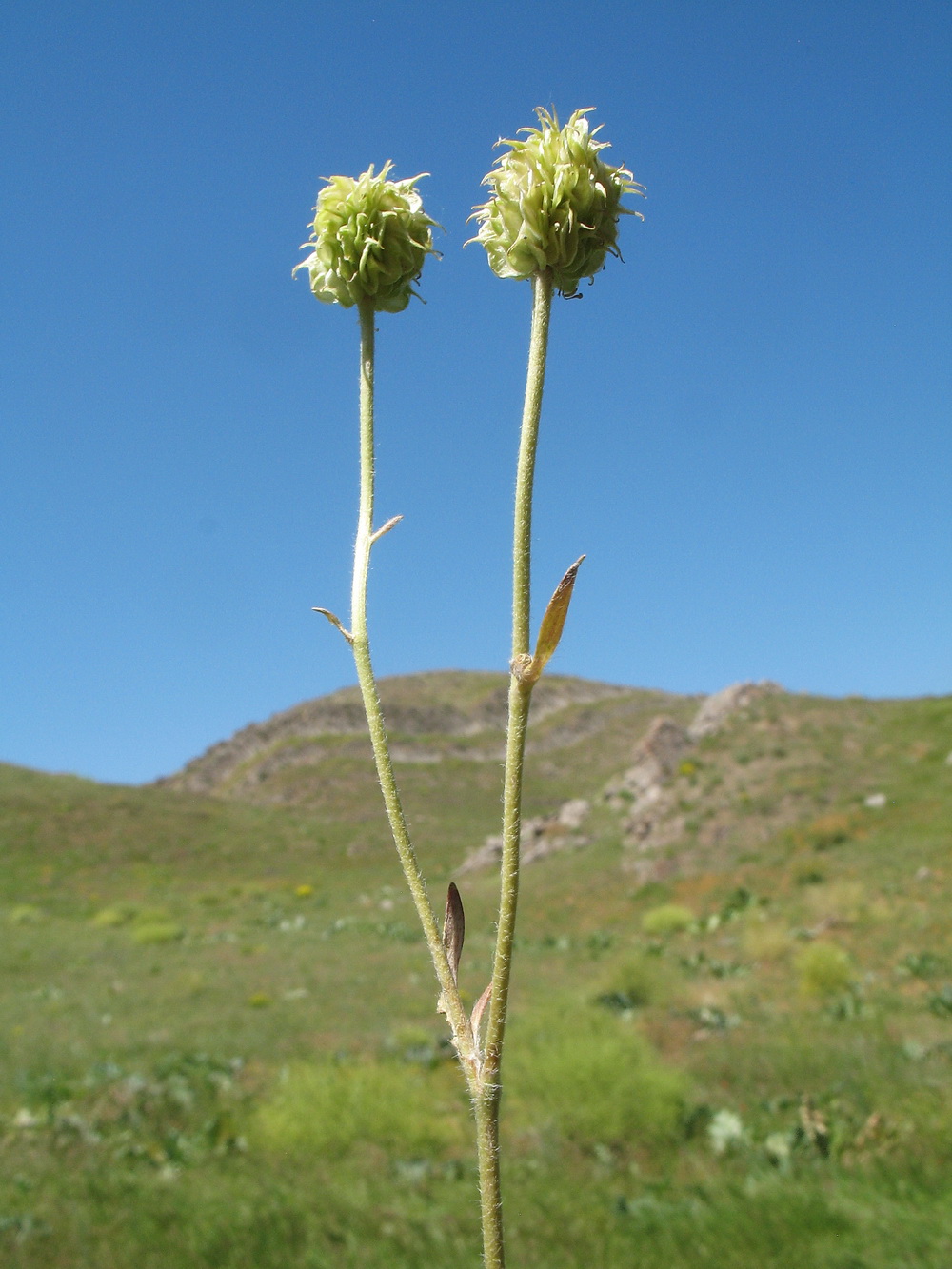 Image of Ranunculus regelianus specimen.