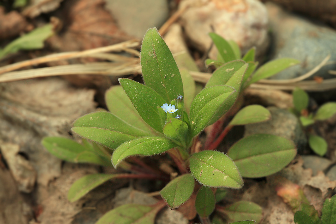 Image of Myosotis sparsiflora specimen.