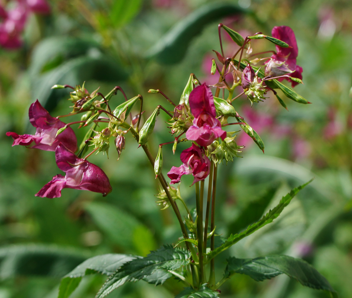 Image of Impatiens glandulifera specimen.