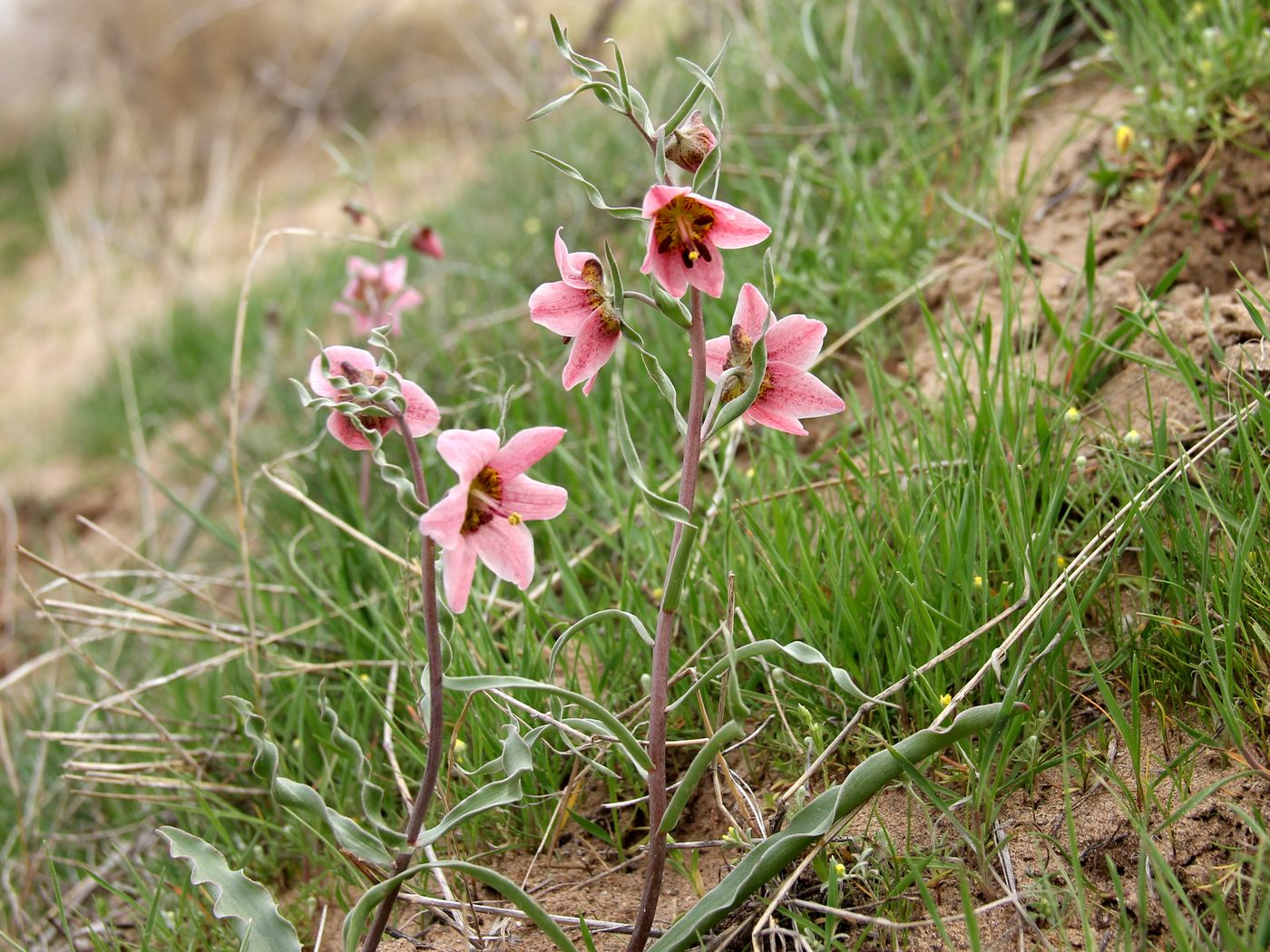 Image of Rhinopetalum gibbosum specimen.