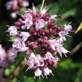 Origanum vulgare. Соцветие. Украина, Черкасская обл., Каневский р-н, Региональный ландшафтный парк \"Трахтемиров\". 3 июля 2010 г.
