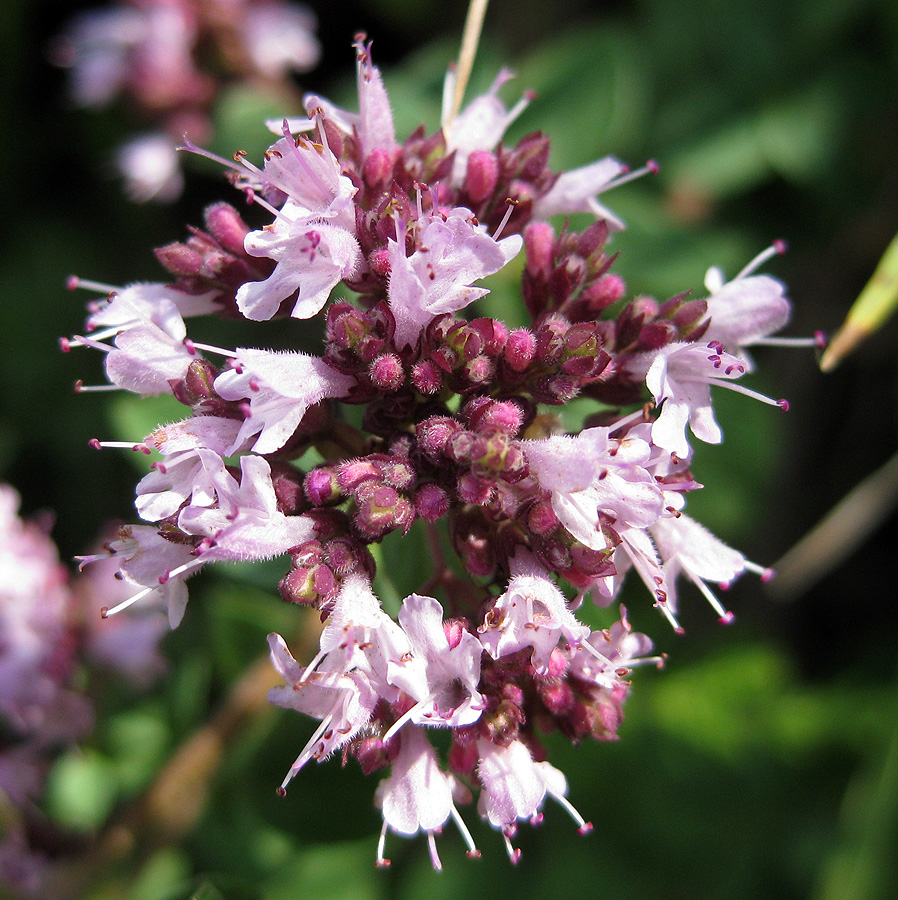 Изображение особи Origanum vulgare.