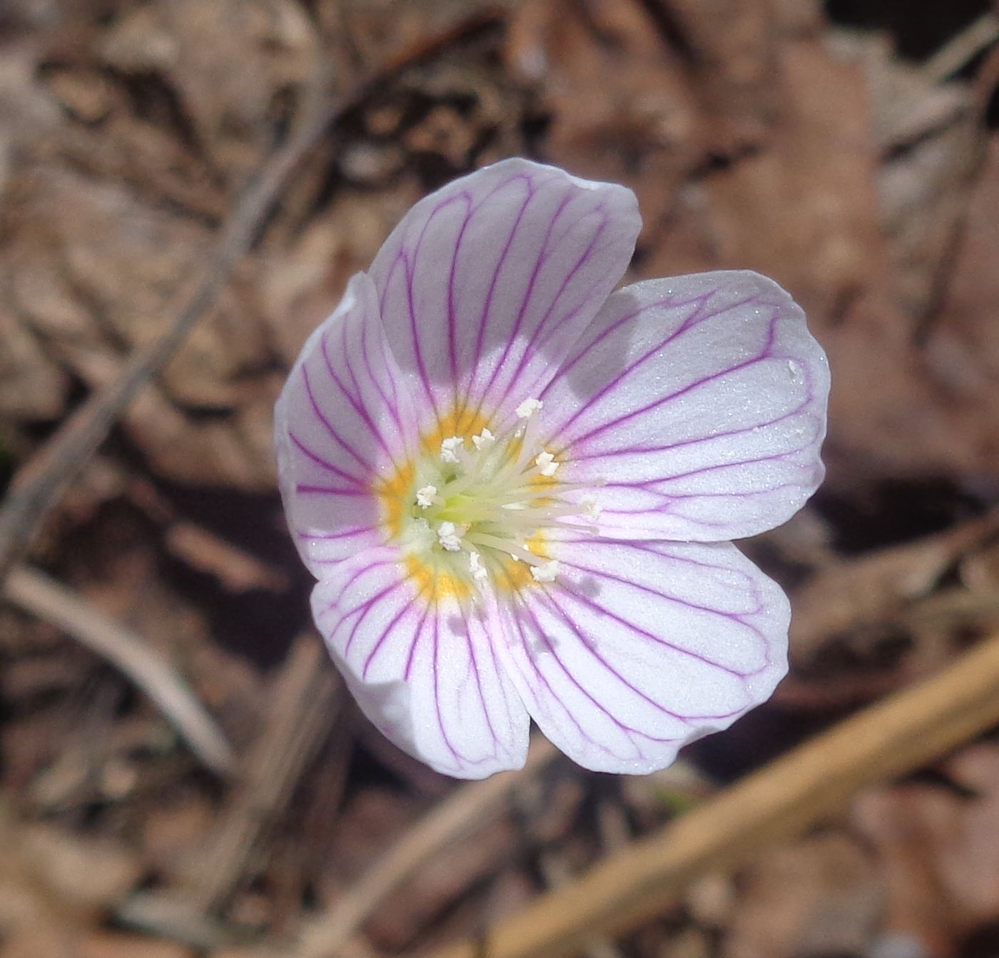 Изображение особи Oxalis acetosella.