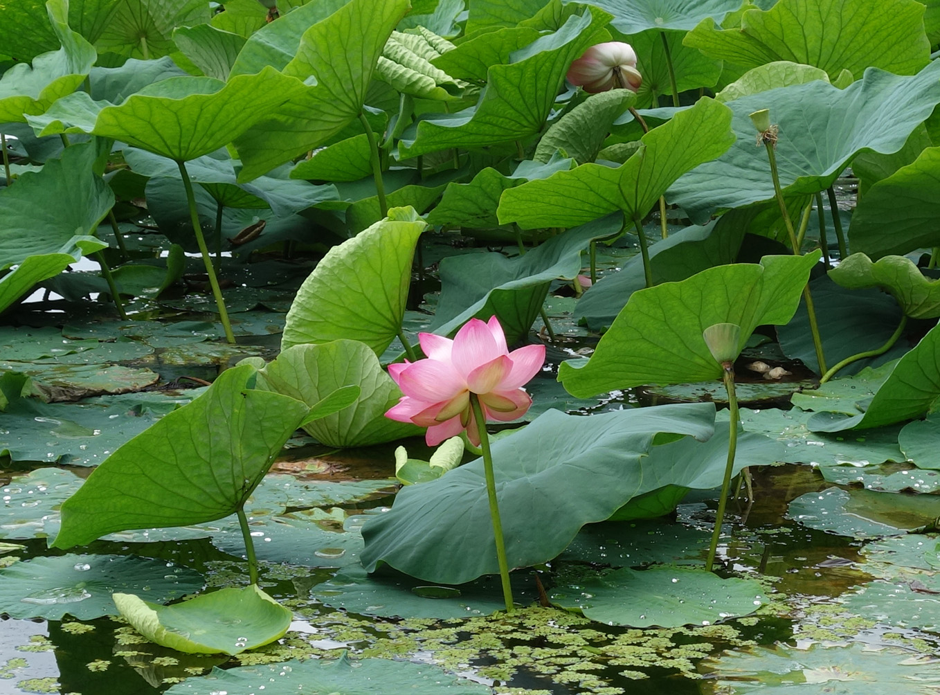 Изображение особи Nelumbo komarovii.