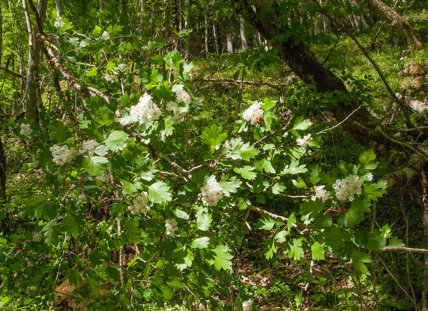 Изображение особи род Crataegus.