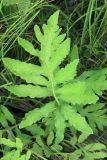 Onoclea sensibilis