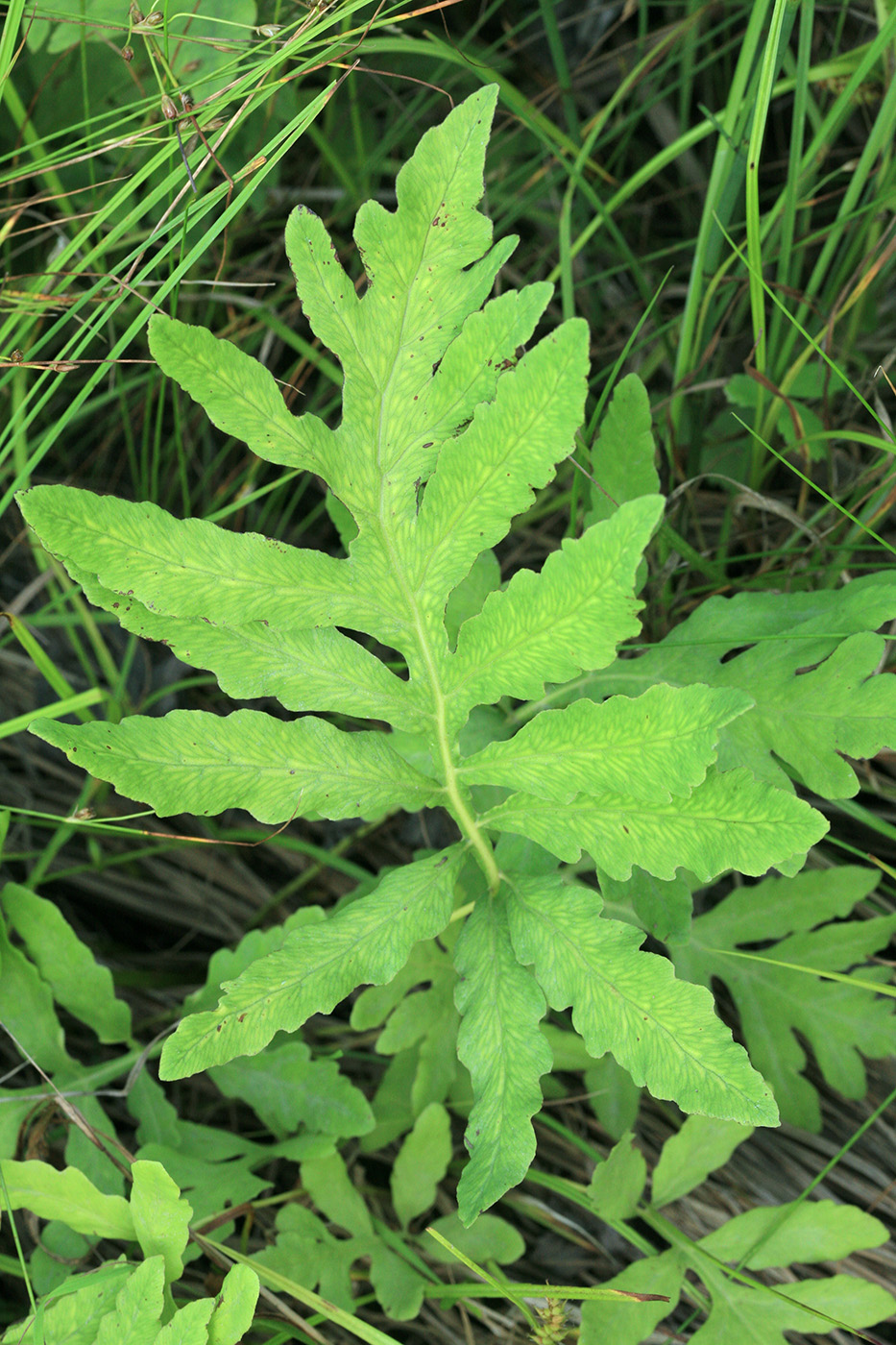 Image of Onoclea sensibilis specimen.