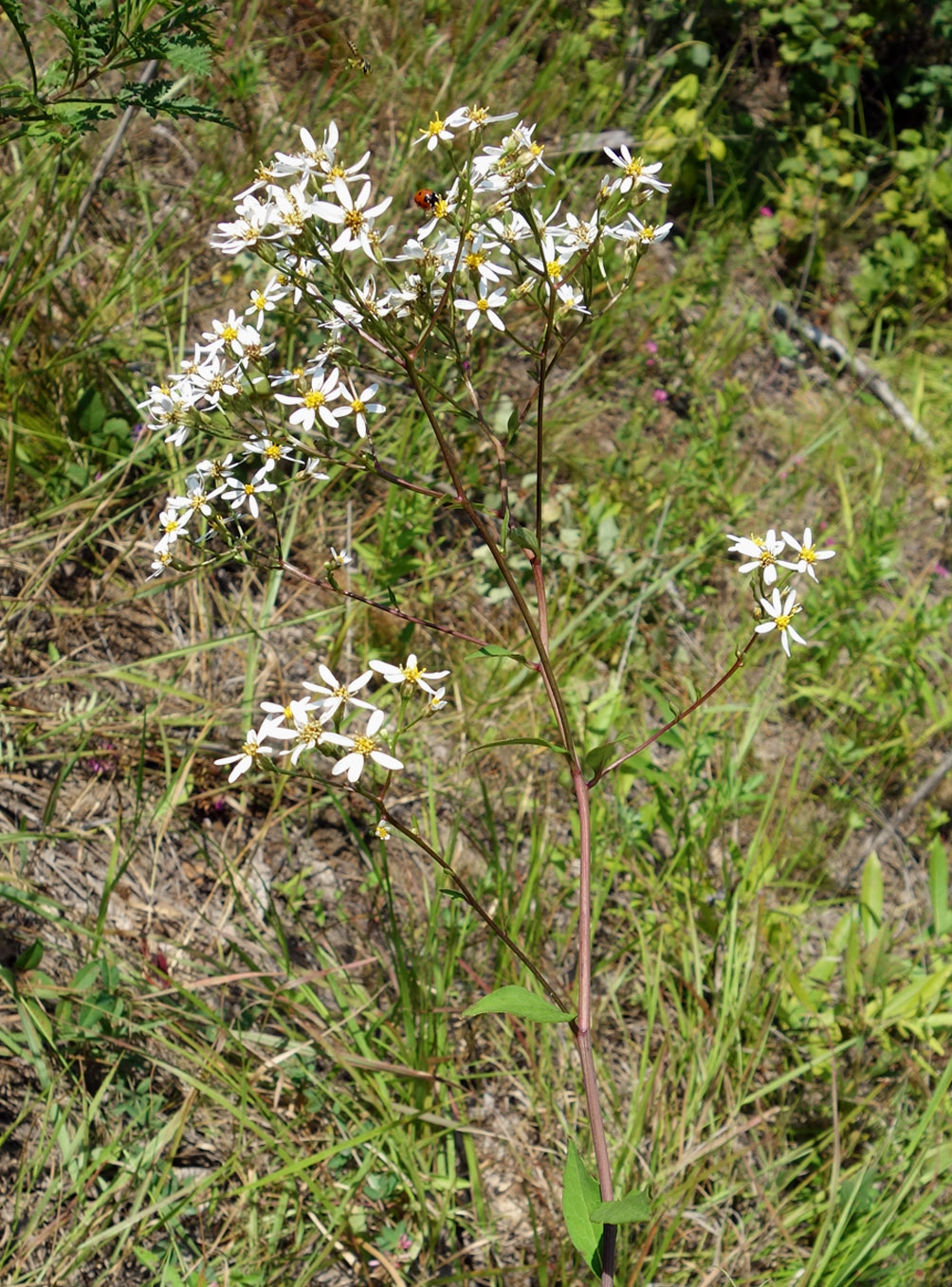 Image of Doellingeria scabra specimen.