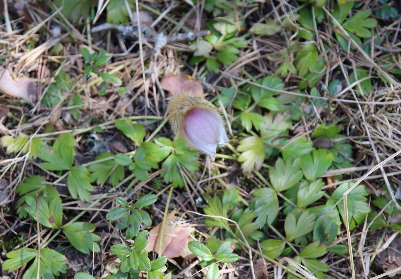 Изображение особи Pulsatilla vernalis.