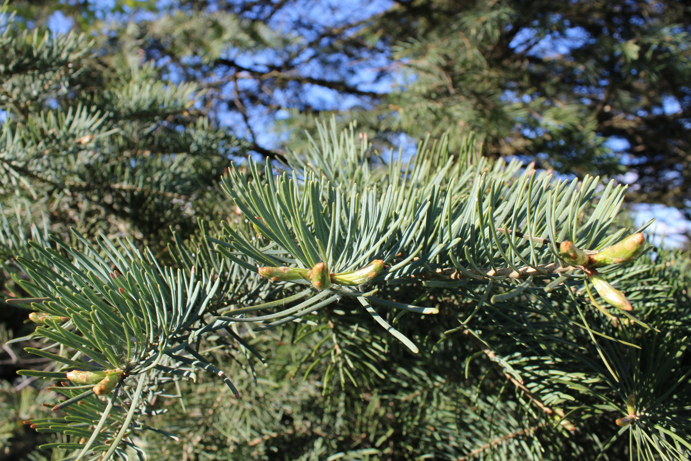 Image of Abies concolor specimen.