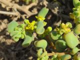 Tetragonia decumbens. Верхушки побегов с цветками. Намибия, регион Erongo, южная граница г. Свакопмунд, пойма р. Свакоп в райне устья. 05.02.2020.