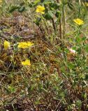 Helianthemum nummularium