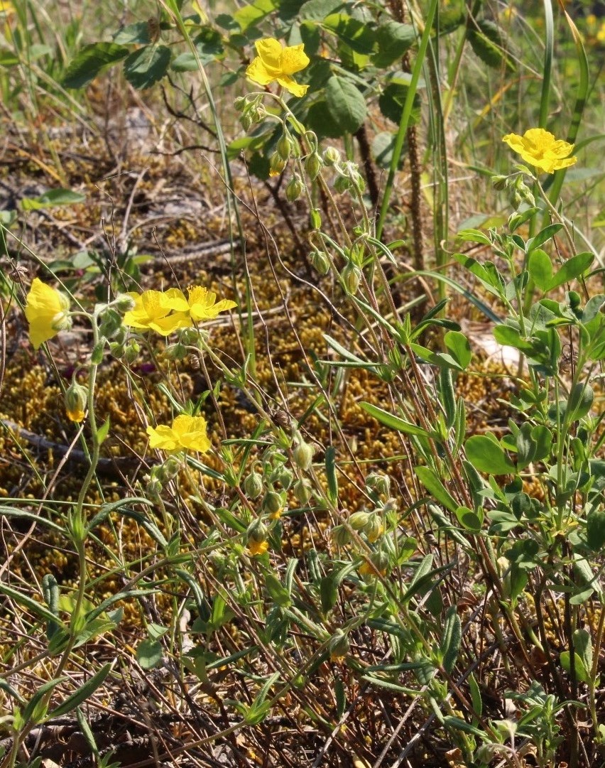 Image of Helianthemum nummularium specimen.