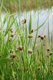 Bolboschoenus maritimus