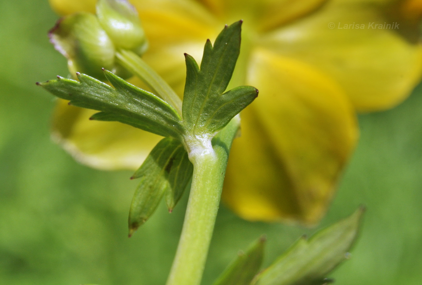 Изображение особи Trollius macropetalus.