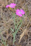 Dianthus repens