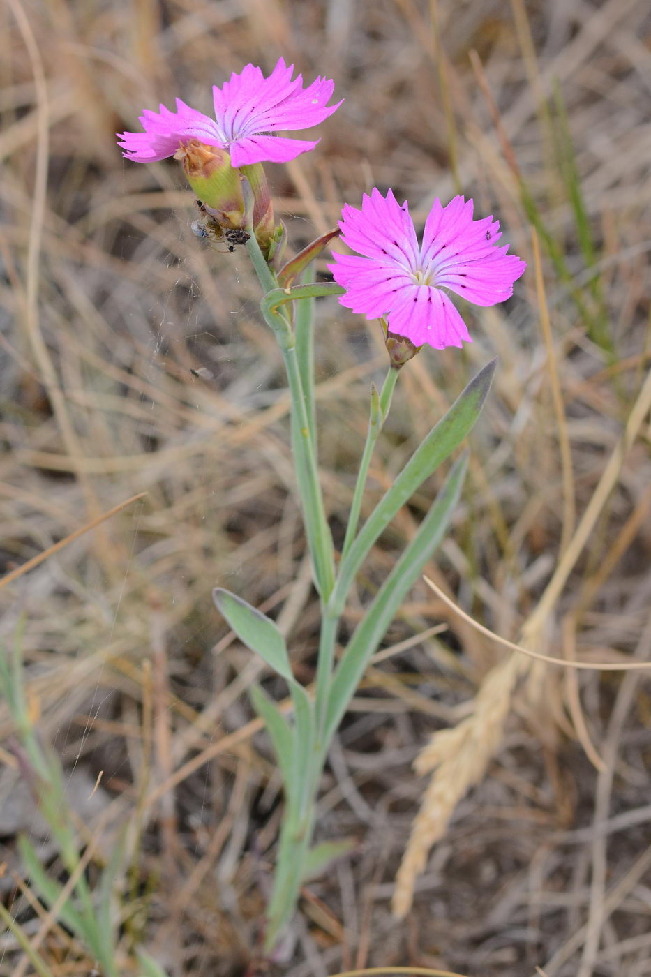 Изображение особи Dianthus repens.