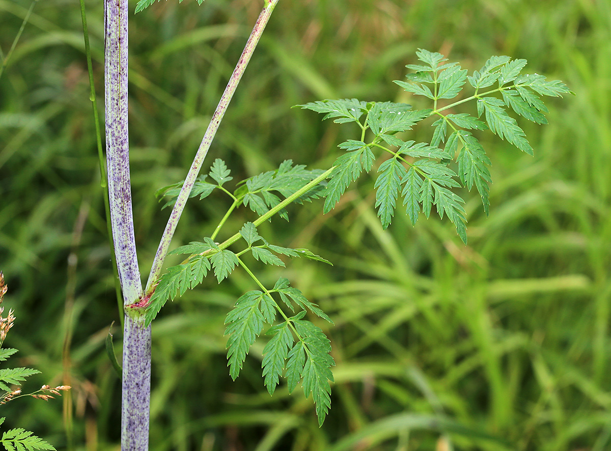 Изображение особи Conium maculatum.